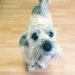 Mauzer Dog Breed Information All You Need To Know