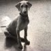 Mudhol Hound Dog Breed Information All You Need To Know