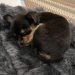 Pineranian Dog Breed Information All You Need To Know