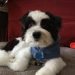Pom A Nauze Dog Breed Information All You Need To Know