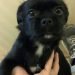 Pugshire Dog Breed Information All You Need To Know