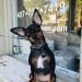 Rat Pinscher Dog Breed Information All You Need To Know