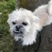 Pughasa Dog Breed Information All You Need To Know