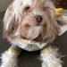 Russian Tsvetnaya Bolonka Dog Breed Information All You Need To Know