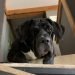 Saint Dane Dog Breed Information All You Need To Know