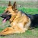 How Much Does A German Shepherd Cost 852x480