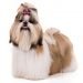 How Much Does A Shih Tzu Cost 729x486