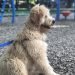 Soft Coated Golden Information Everything You Need To Know