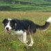 Welsh Sheepdog Information Everything You Need To Know