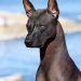 Xoloitzcuintle Information 800x1000