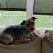 Yorkie Russell Information 768x1024