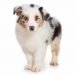 Australian Shepherds Cost 729x486