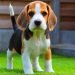 Beagle Cost 1280x720
