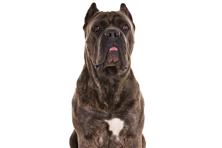 Cane Corso Cost 729x486