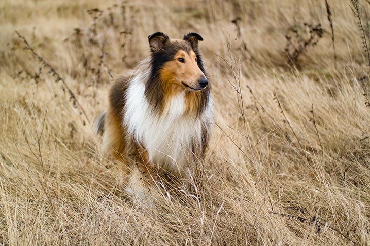 Collies Cost 729x486