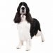 English Springer Spaniel Cost 729x487