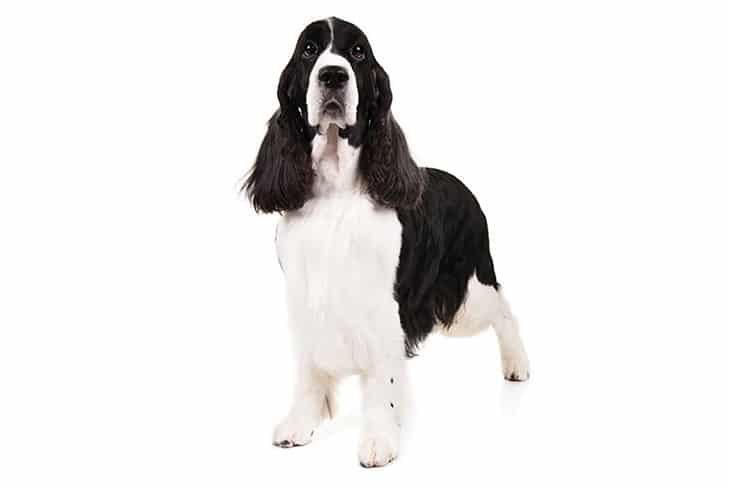 English Springer Spaniel Cost 729x487