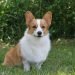 Pembroke Welsh Corgis Cost 645x380