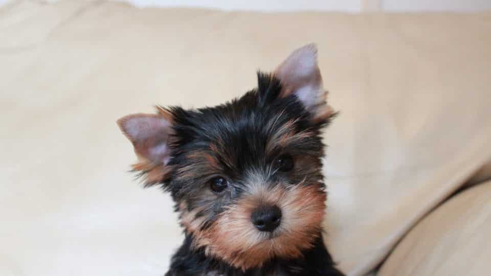 Yorkshire Terrier Cost 960x540