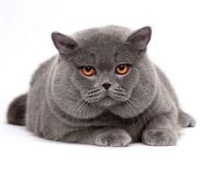 British Shorthair Cat Breed Info