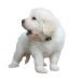 Great Pyrenees Cost