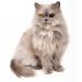 Persian Cat Breed Info
