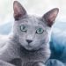 Russian Blue Cat Breed Info