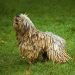 Bergamasco Sheepdog Cost