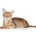 Abyssinian Cat Info