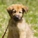 Chinook Dog Cost