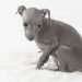 Greyhound Cost
