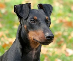 Manchester Terrier Cost