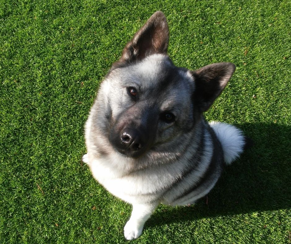 Norwegian Elkhound Cost