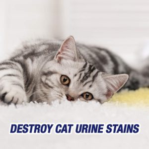 Cat Urine Stains