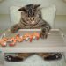 Cat Eat Shrimp