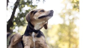 10 Best Antihistamines For Dogs