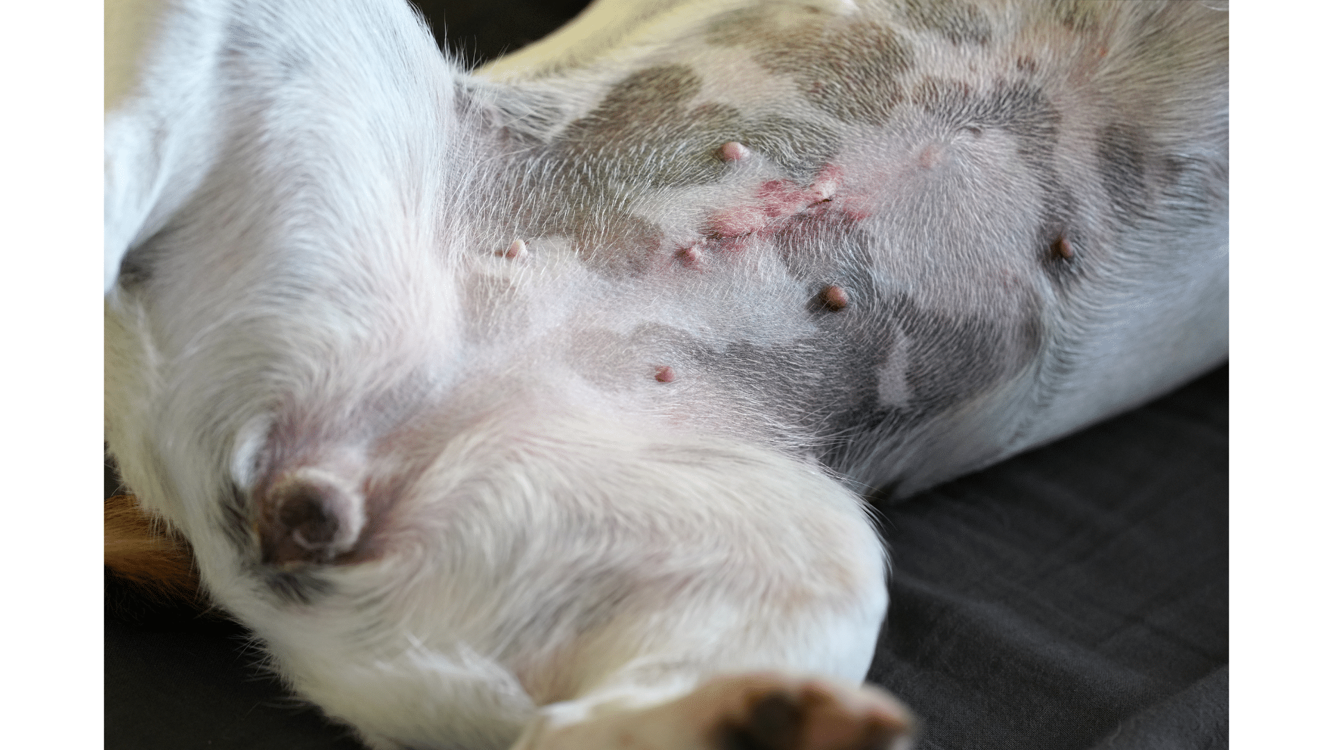 Best Age To Spay A Dog
