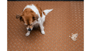 Puppy Throwing Up Yellow