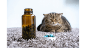 Antibiotics For Cats