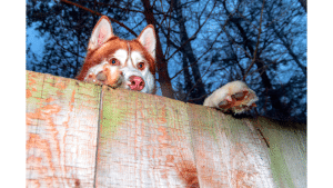 Best Invisible Fences For Dogs