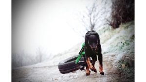 Best Weight Vests For Dogs