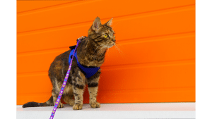 Harnesses For Cats