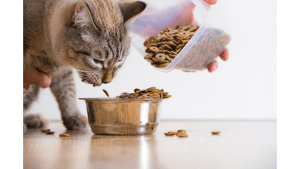 Best Cat Food For Cats With Sensitive Stomachs