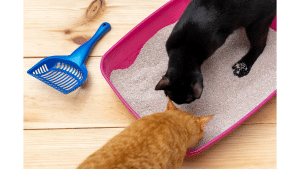 Best Cat Litters For Cats That Pee A Lot