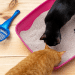 Best Cat Litters For Cats That Pee A Lot
