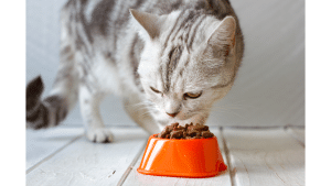Cat Food For Cats With Skin Allergies