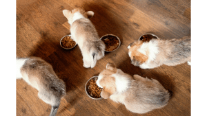 Stop Feeding My Dog Puppy Food