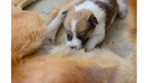 Make Homemade Puppy Milk