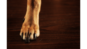 What Breed Of Dog Has Dewclaws On Hind Legs