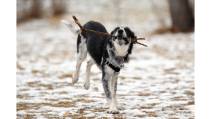 American Eskimo Border Collie Mix